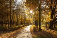 Zdjęcie parku, wzdłuż alei drzewa, złota jesień.