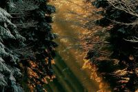 Ujęcie na zaśnieżoną ścieżkę w lesie, z promieniami słońca