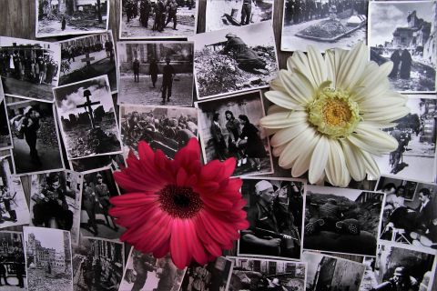 na czarnobiałych fotografiach biały i czerwony kwiat 